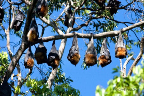 Megabats - Bat Rescue Inc